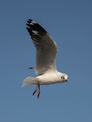 Seagulls flying in the blue sky, chasing after food to eat at Bangpu, Thailand.