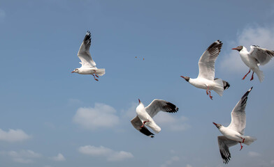 Seagulls flying in the blue sky, chasing after food to eat at Bangpu, Thailand.