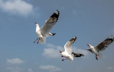 Fototapeta na wymiar Seagulls flying in the blue sky, chasing after food to eat at Bangpu, Thailand.