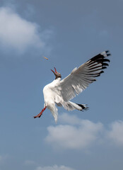 Seagulls flying in the blue sky, chasing after food to eat at Bangpu, Thailand.