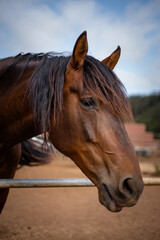 Vertical portrait of brown horse. Close-up of the head of a beautiful brown horse with long black mane, background blue sky with white clouds and brown ground of the.