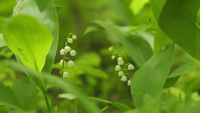 Blooming lily of valley in spring forest. Flowers bells lily of valley wild. Slow motion.