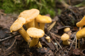 chanterelles close up