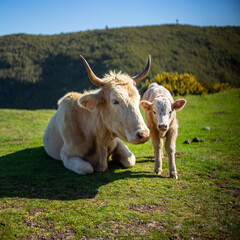 Mom and baby cow