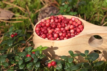 Many ripe lingonberries in wooden cup outdoors, closeup