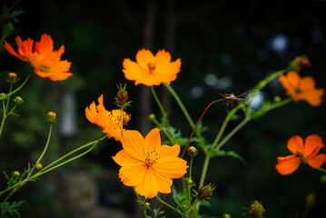 可憐なオレンジ色の花びらが美しい、満開のキバナコスモスの咲く風景