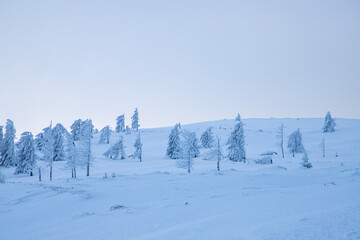 amazing winter landscape with snowy fir trees in the mountains