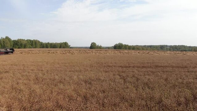 Aerial shot cam flying to the left of harvesting harvester moving to the right, stripes of spikes lying on the field also. Young sunny autumn. Camera looking side, seen forest belts
