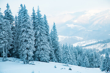 amazing winter landscape with snowy fir trees in the mountains