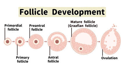 ヒトの卵胞の発育と排卵の過程　英語の図解イラスト - obrazy, fototapety, plakaty