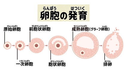ヒトの卵胞の発育と排卵の過程　日本語の図解イラスト - obrazy, fototapety, plakaty