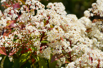 Photinia Red Robin white flowers