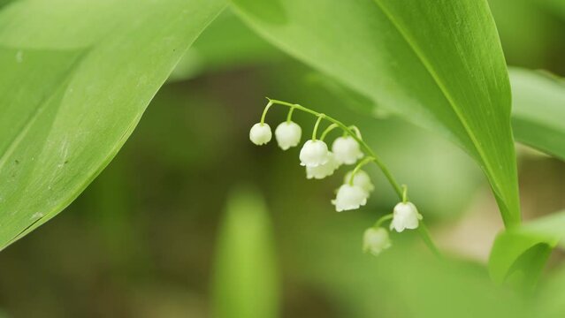 Blossoming flowers of lily of valley swaying in light wind outdoors in summer forest. Slow motion.