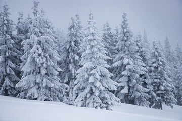 magical frozen winter landscape with snow covered fir trees