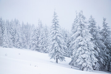 magical frozen winter landscape with snow covered fir trees
