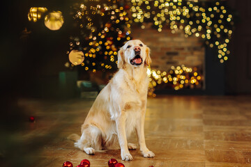 Merry Christmas and Happy New Year. The dog is sitting next to the Christmas tree balls scattered on the floor © ShunTerra