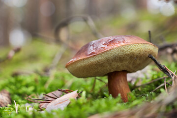 Polish mushroom Imleria badia growing in forest, closeup. Space for text