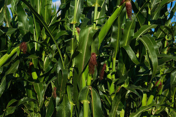 Obraz premium Beautiful view of corn growing in field