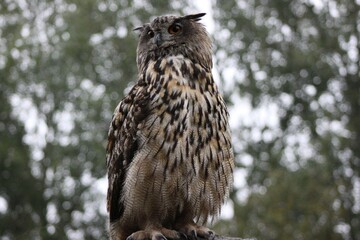 Eurasian eagle-owl 