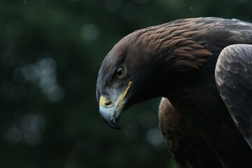 Golden eagle in soft rain