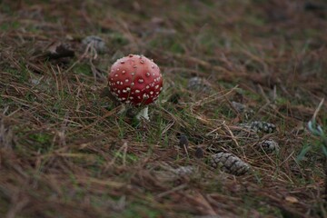 Fly agaric among fall forest floor