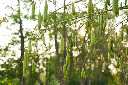 White silk cotton tree or ceiba tree that bears green fruit.