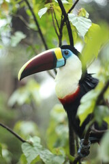 Tucano característico da selva amazônica 