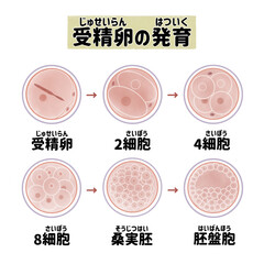 ヒトの受精と受精卵の成長過程　日本語 - obrazy, fototapety, plakaty