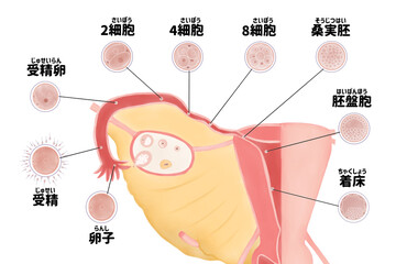 ヒトの受精から着床までの図解　日本語 - obrazy, fototapety, plakaty