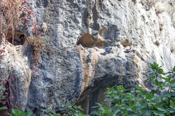 Rock doves at Mountain outside Jeita Grotto, Lebanon
