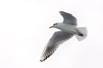 Obraz premium Seagull in flight