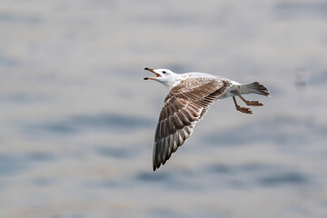Seagull flying over the ocean