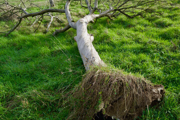dry and dead tree in the green gras