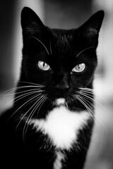 Gato negro en blanco y negro mirada profunda