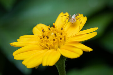 Spider on a yellow flower