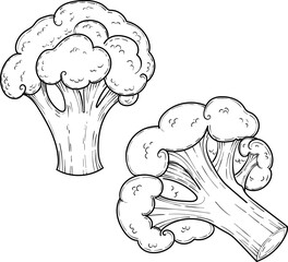 Green cabbage broccoli, hand drawn vector set illustration, vegetable isolated on a white background