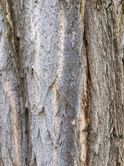 detail of tree bark as a background or graphic resource
