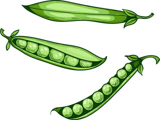 green sweet peas, whole pod and peas, vector hand drawn sketch illustration