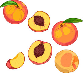 Peach, whole fruit and slices, vector hand drawn illustration