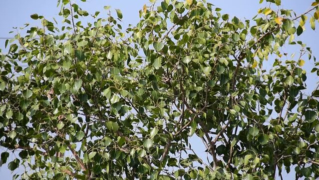 Sacred fig leaf (Ficus religiosa L. , Pipal Tree, Bohhi Tree, Bo Tree, Peepul ) in the forest