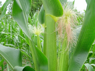 Flowers for the formation of a corn crop, corn on the cob