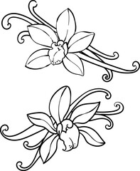 Obraz premium Vanilla orchid flowers and pods, outline graphic