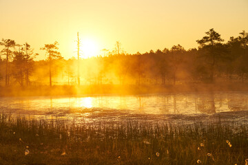 yellow bright sunrise dawn on the swamp. Reflections of trees in lakes. Sunset, warm light and fog. Viru swamps Estonia - obrazy, fototapety, plakaty