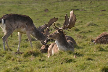 fallow deer in a field