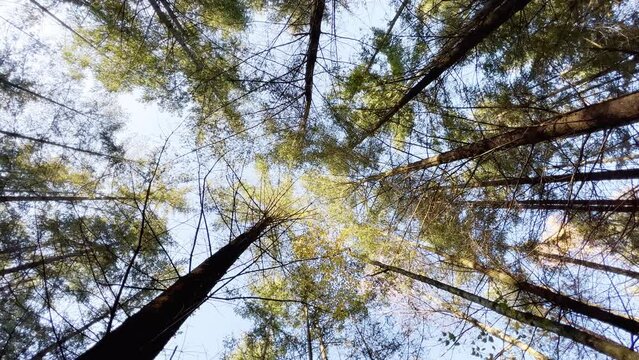 First Person View of Looking up the Forest with tall Trees during Day