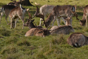 fallow deer in a field