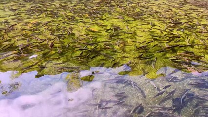 Trout swimming in fish farm. Garden transparent water pond with trout fish. Fish in motion.