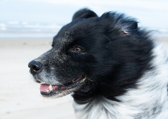 black and white dog at beach