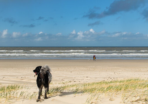 black and white dog at beach