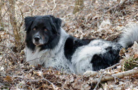 dog in fall forest
